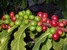 tn 4 Fresh Arabica Coffee - Free Shipping