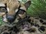 tn 1 African Servals , Margay kittens , Cheet