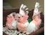 tn 1 Fertile Parrot Eggs and Chicks For Sale