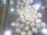 tn 6 Fertile Parrot Eggs and Chicks For Sale