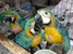tn 2 Blue and Gold Macaw eggs, Scarlet Macaw