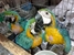 tn 1 Blue and Gold Macaw eggs, Scarlet Macaw