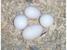 tn 1 Fertile parrot eggs and parrot birds for