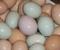 tn 1 Blue and Gold Macaw eggs, Scarlet Macaw