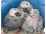 tn 1 Parrots babies and fertile eggs for sale