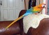 tn 1 PARROTS AND PARROTS EGGS FOR SALE (267)3