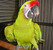 tn 1 PARROTS AND PARROTS EGGS FOR SALE (267)3