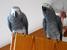 tn 1 Capri Macaws Harlequin Macaws Camelot ma