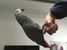 tn 2 Hand-reared African Grey Parrots 