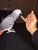 tn 3 Hand-reared African Grey Parrots 