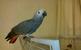 tn 5 Hand-reared African Grey Parrots 