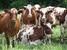 tn 1  dairy cattle,sheep and goats for sale