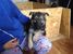 tn 2 German  Shepherd Puppies for sale