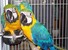 tn 2 parrots and fertile parrot eggs for sale