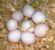 tn 1 parrots and fertile parrot eggs for sale