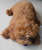 tn 2 TOY POODLE IN BANGKOK