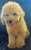 tn 1 TOY POODLE - FOR SALE