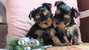 tn 1 Cute Yorkie puppies