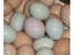 tn 1 Palm Cockatoo eggs, Goffin Cockatoo eggs