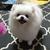 tn 2 Awesome teacup pomeranian puppies ready 
