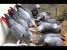 tn 1 African Grey,Hyacinths Macaw for sale