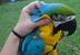 tn 2 African Grey,Hyacinths Macaw for sale