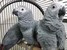 tn 4 African Grey,Hyacinths Macaw for sale