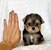 tn 1 Adorable Teacup yorkie puppies for sale