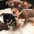 tn 1 Top rated teacup Chihuahua puppies for s