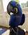 tn 1 Cute male and female Hyacinth Macaw Parr