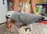 tn 1 Talkative male and female African Grey p