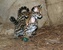 tn 2 Ocelot kittens for Sale 