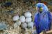 tn 2 Parrots of various species and their fer
