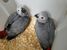 tn 5 Available Fertile Parrots Eggs 