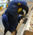 tn 1 Available Hyacinth Macaw Parrots