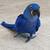 tn 2 Available Hyacinth Macaw Parrots