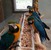 tn 3 Available Hyacinth Macaw Parrots