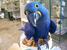 tn 1 Cute male and female Hyacinth Macaw Parr