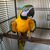 tn 1 Talking Blue And Gold Macaw parrots for 