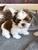 tn 1 Lovely Teacup Shih Tzu Puppies for Pet L