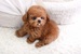 tn 1 Potty Trained Male and female Toy Poodle
