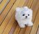tn 1 Charming Teacup Maltese Puppies for Sale