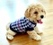 tn 5 Poochon-Toy Poodle Bichon Frise Mix