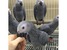 tn 1 hyacinth Macaw,Africa Grey,Blue&Gold 