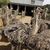 tn 1 Healthy Ostrich Chicks For Sale 