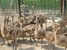 tn 4 Healthy Ostrich Chicks For Sale 