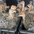 tn 5 Healthy Ostrich Chicks For Sale 