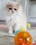 tn 5 Available Persian Kitten,British shortha