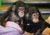 tn 1  Cute Chimpanzee Monkeys for Sale 