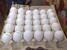 tn 2 Fresh Fertile Parrots and Eggs for Sale